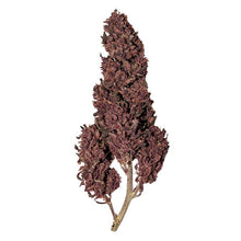 Royal Queen Seeds Samen CBD Purplematic Auto (1 Samen)