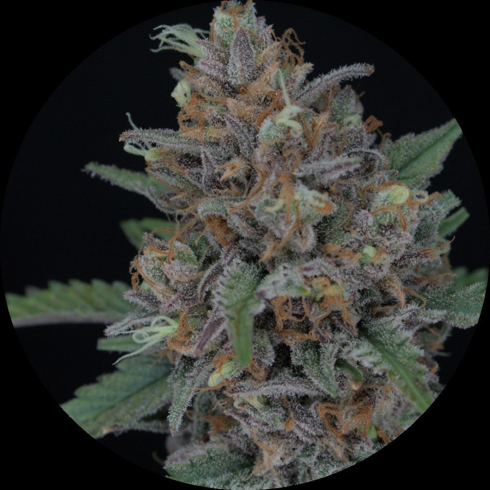 Pure Instinto Samen Autoflowering