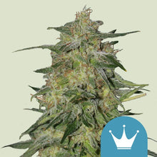 Royal Queen Seeds Samen CBD Royal Highness feminisiert (1 Samen)