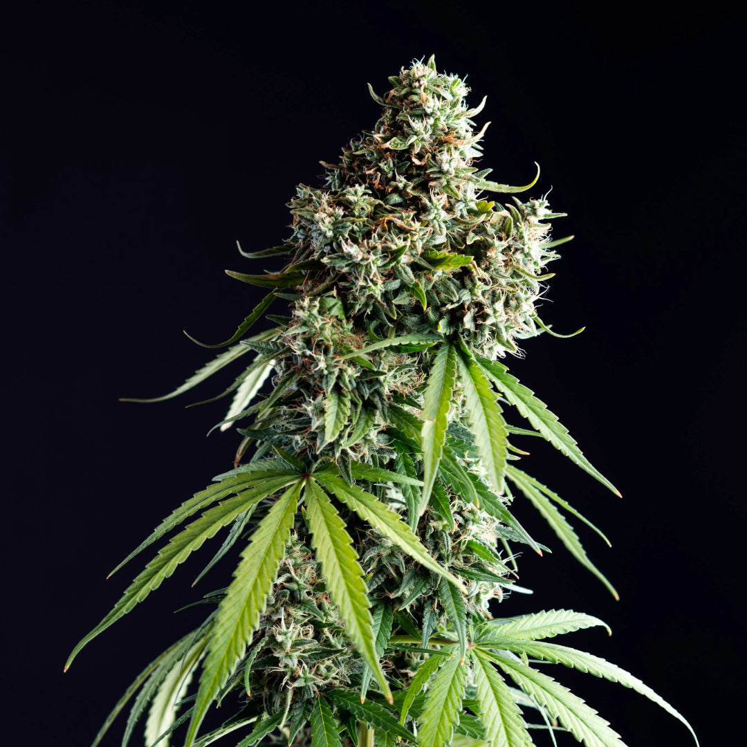 100 % feminisierte Blue Power Cannabissamen