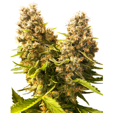 Sensi Seeds - Banana Kush Cake Automatic - 3 Samen