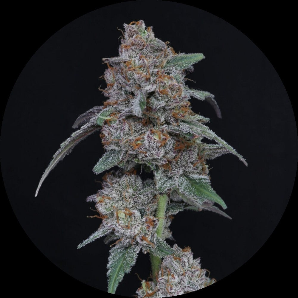Pure Instinto Samen Autoflowering