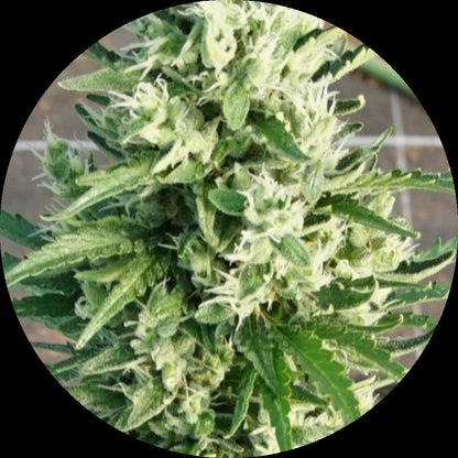 Pure Instinto Samen Autoflowering