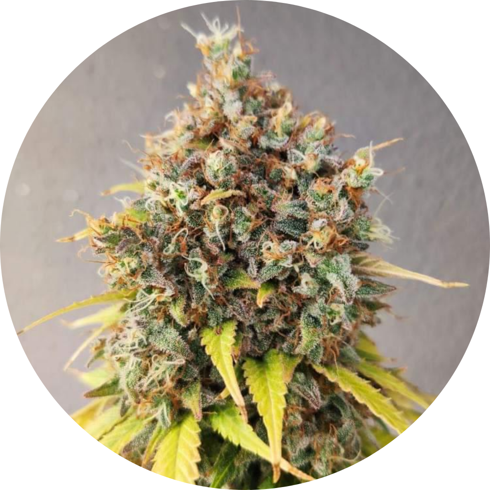 Pure Instinto Samen feminisiert Smoothie 23% THC 1 Samen