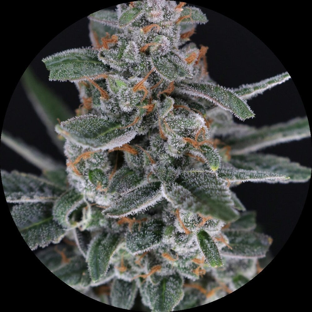 Pure Instinto Samen Autoflowering