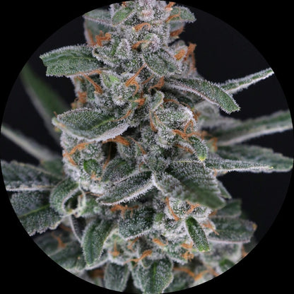 Pure Instinto Samen Autoflowering