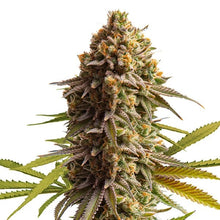 Hempodia Wedding Cake Autoflowering - 3 Seeds