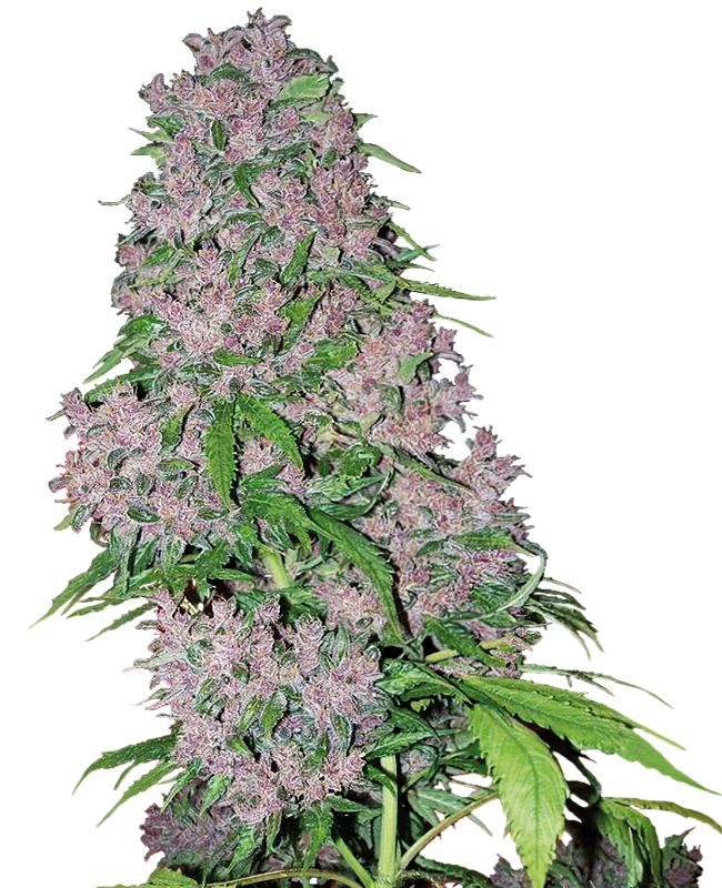 Sensi Seeds - Purple Bud feminisiert - 3 Samen
