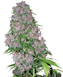 Sensi Seeds - Purple Bud feminisiert - 3 Samen