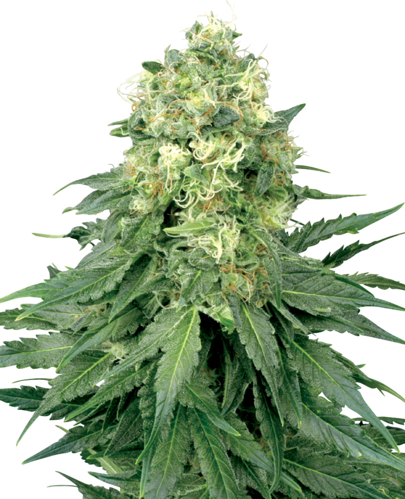 Sensi Seeds - White Widow - 3 Samen