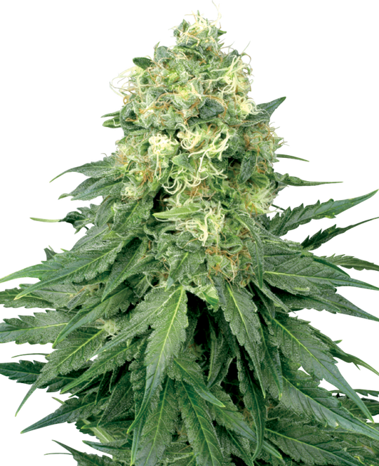 Sensi Seeds - White Widow - 3 Samen